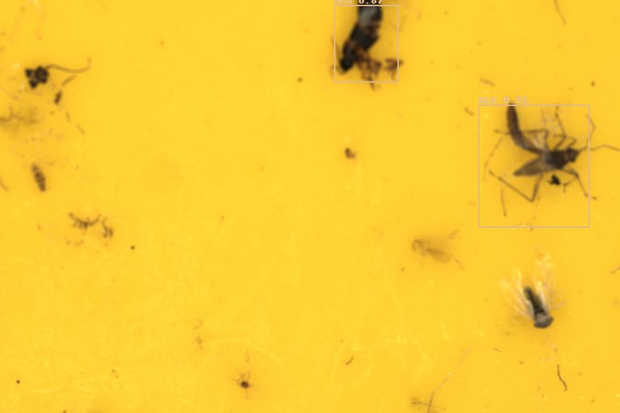 Image 4